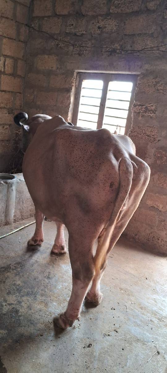 ભેશ વેચવાની છે