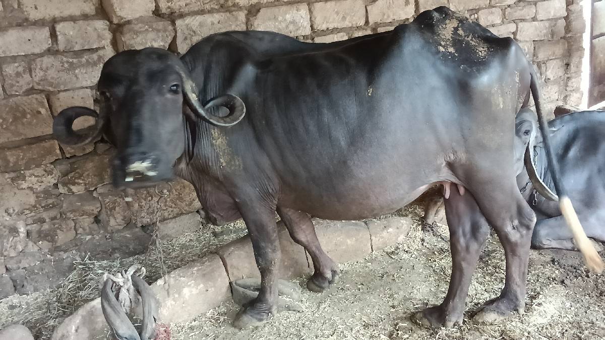 ખળેલી વેચવાની છે