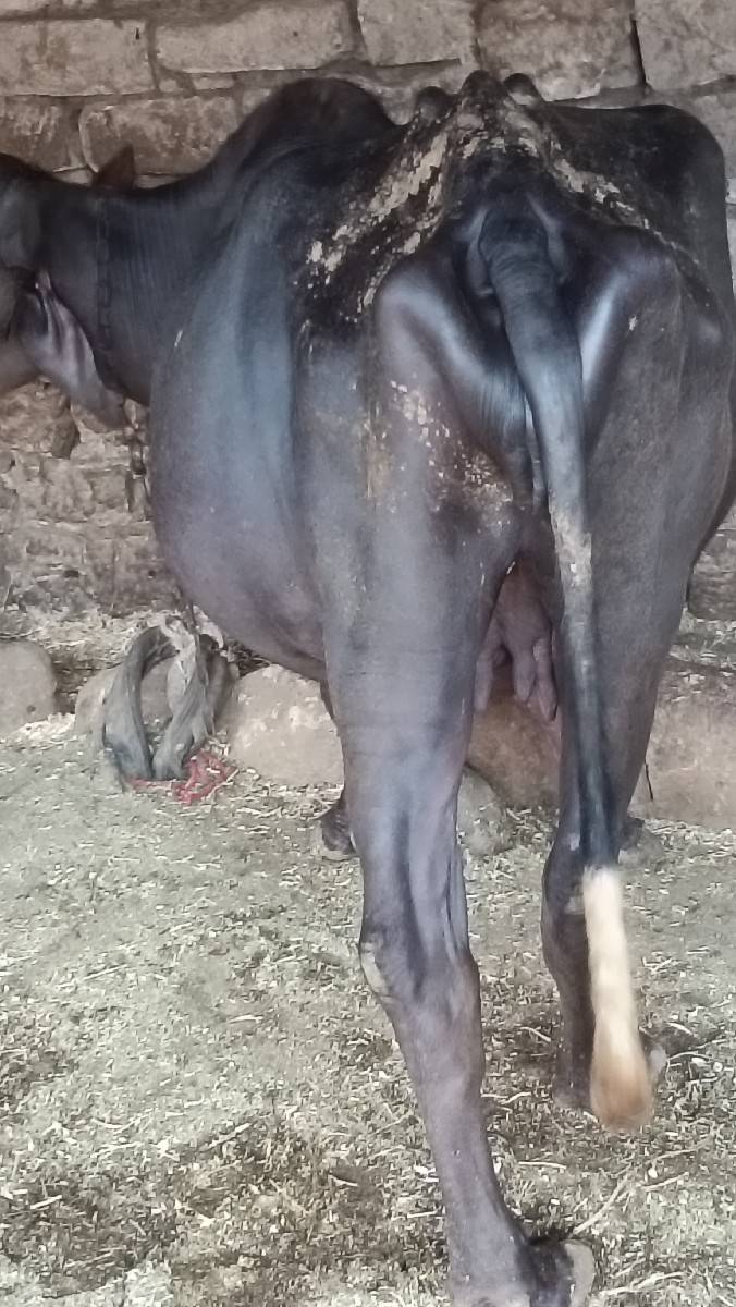 ખળેલી વેચવાની છે
