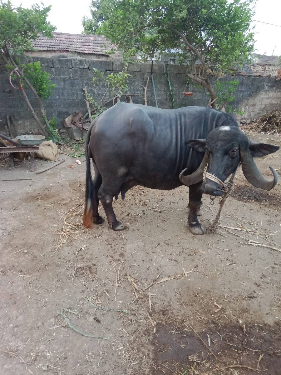ભેંસ વેચવાની છે