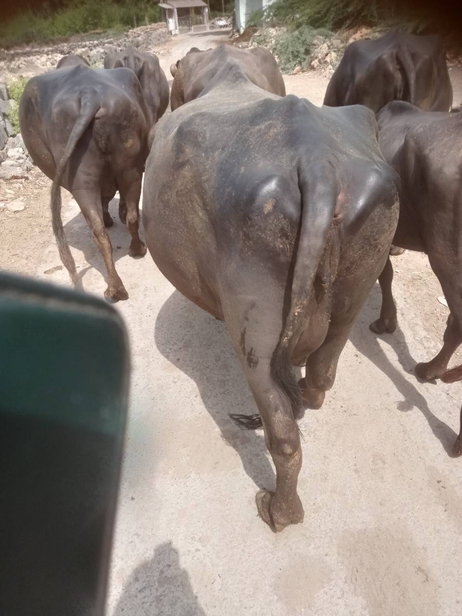 બીજા વેતરમાં ખડેલી છે