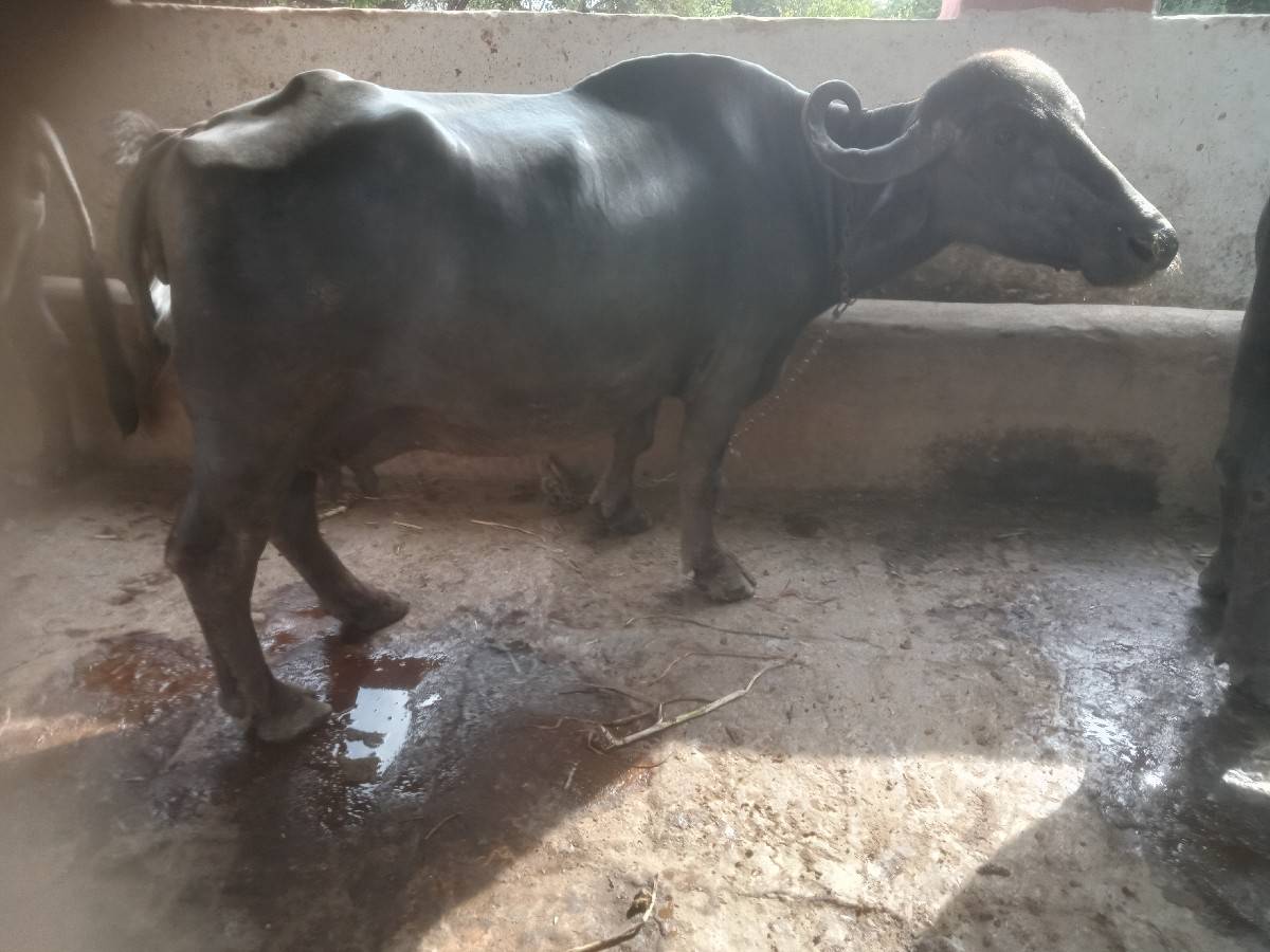 બીજા વેતરમાં ખડેલી છે
