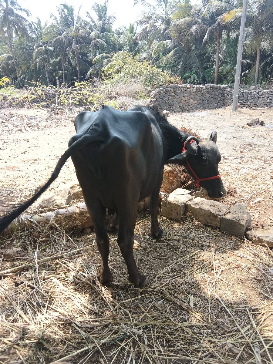 2ખડેલી વેચવાની છે