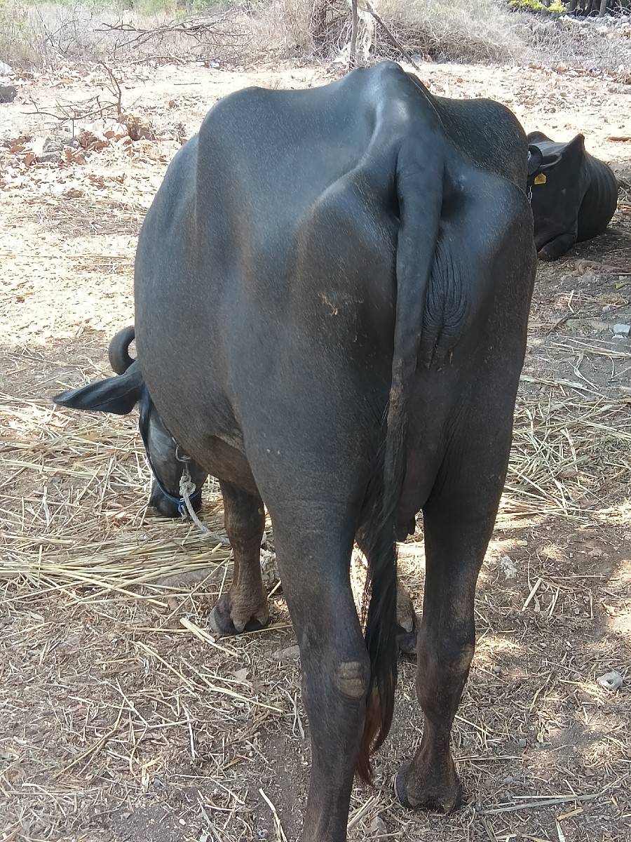 2ખડેલી વેચવાની છે