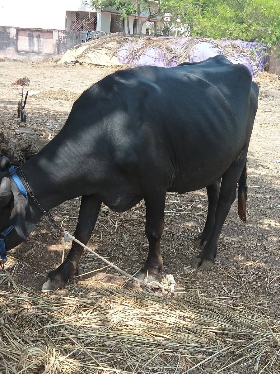 2ખડેલી વેચવાની છે