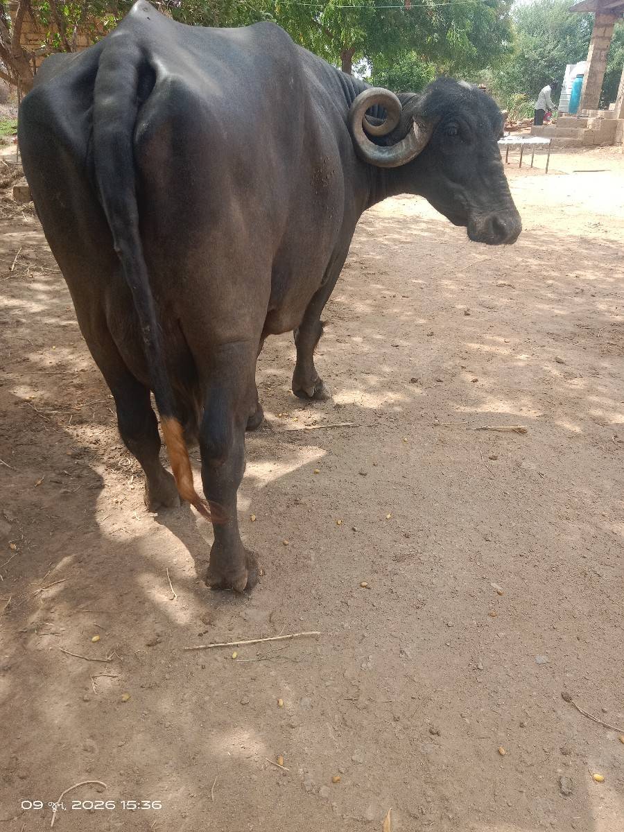 ભેસ વેચવાની છે