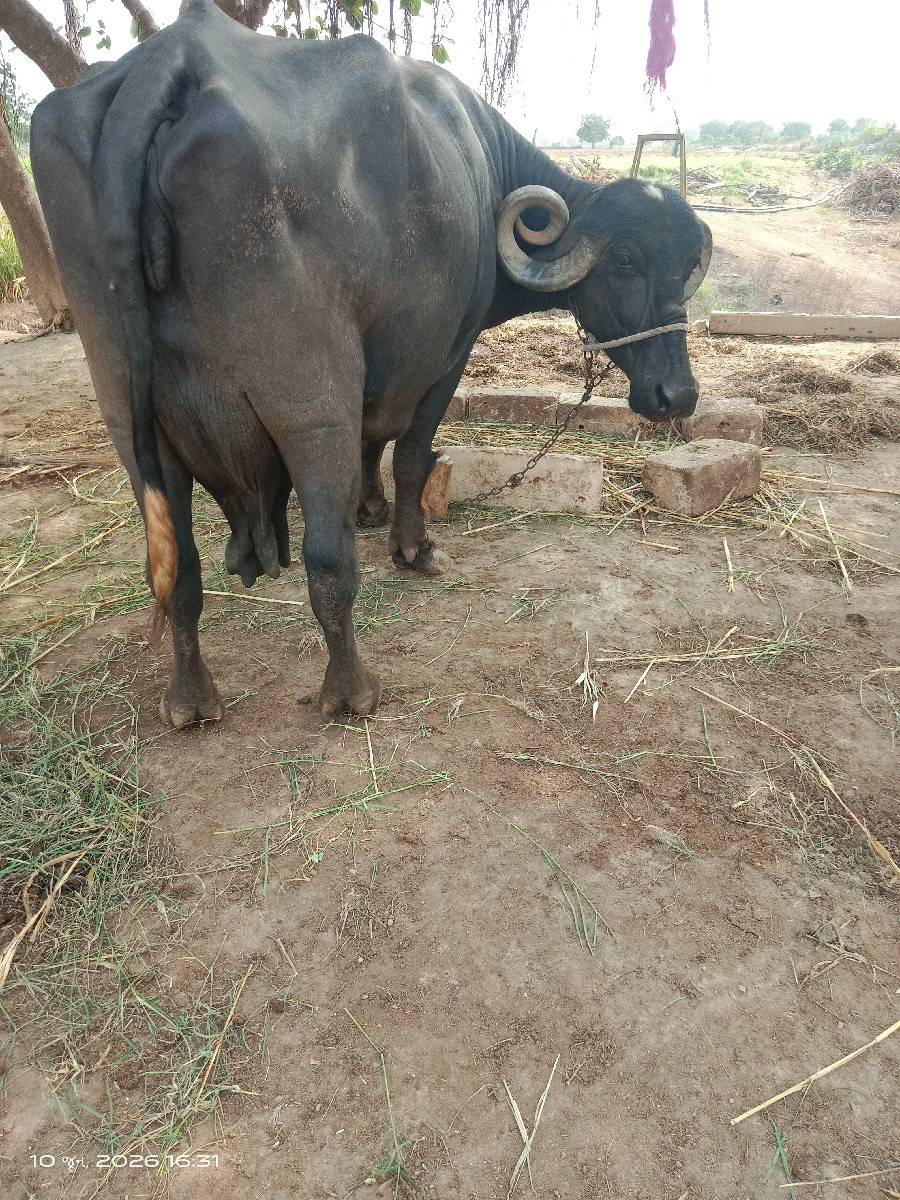 ભેસ વેચવાની છે