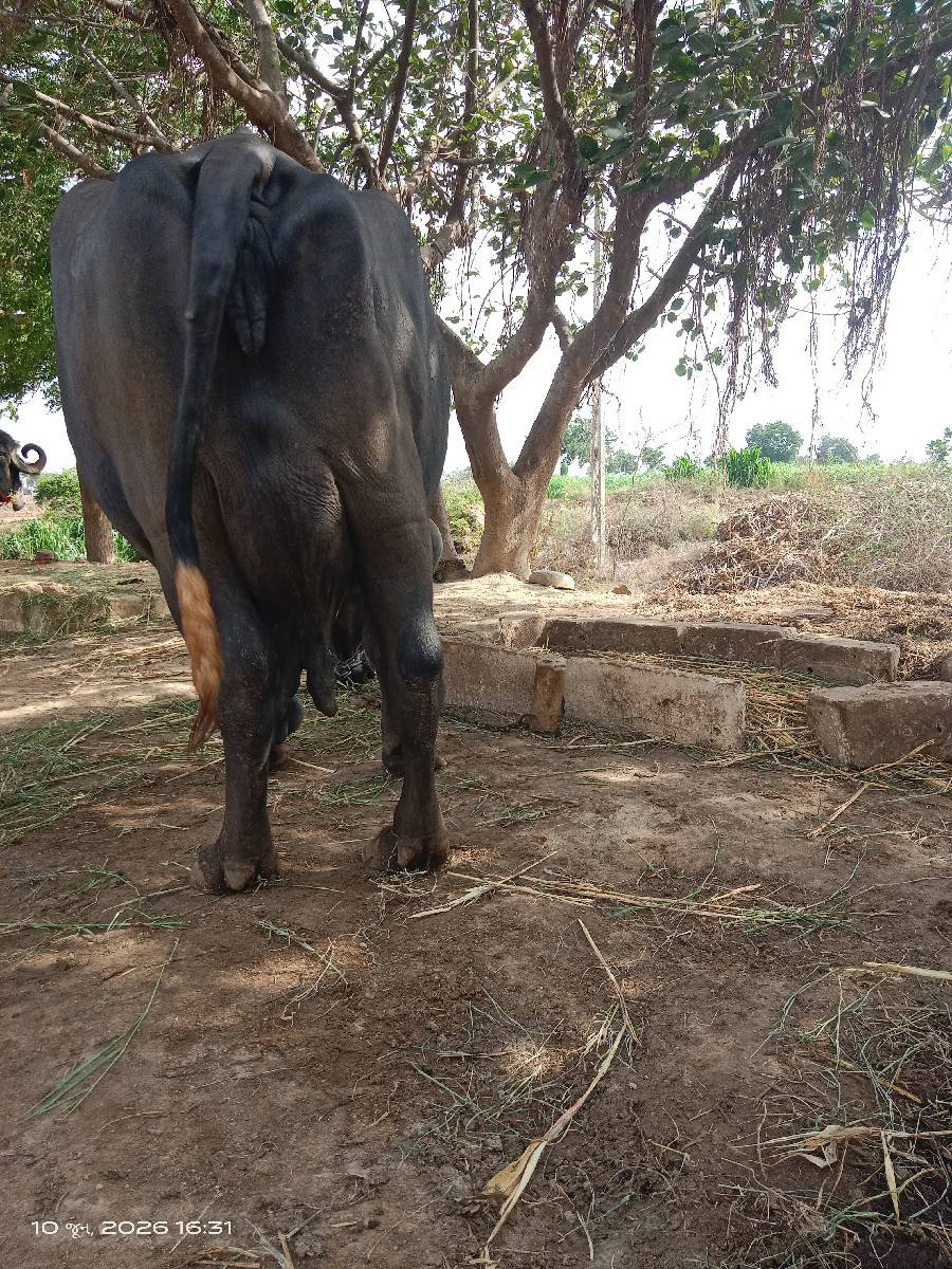 ભેસ વેચવાની છે