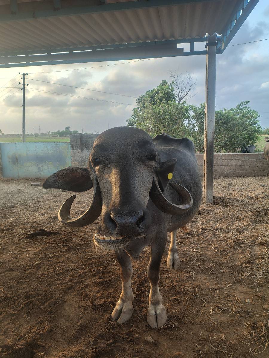 2  બીજુ  વેતર