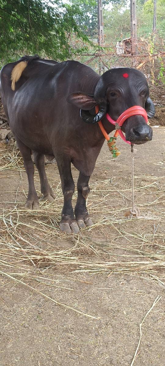પેલા વેતરમાં ખડાઈ વેચવાની છે