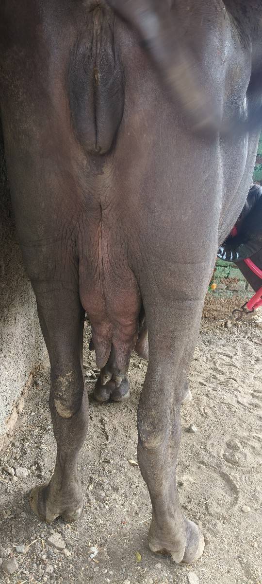 પેલા વેતરમાં ખડાઈ વેચવાની છે