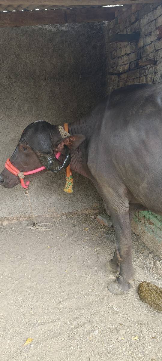 પેલા વેતરમાં ખડાઈ વેચવાની છે