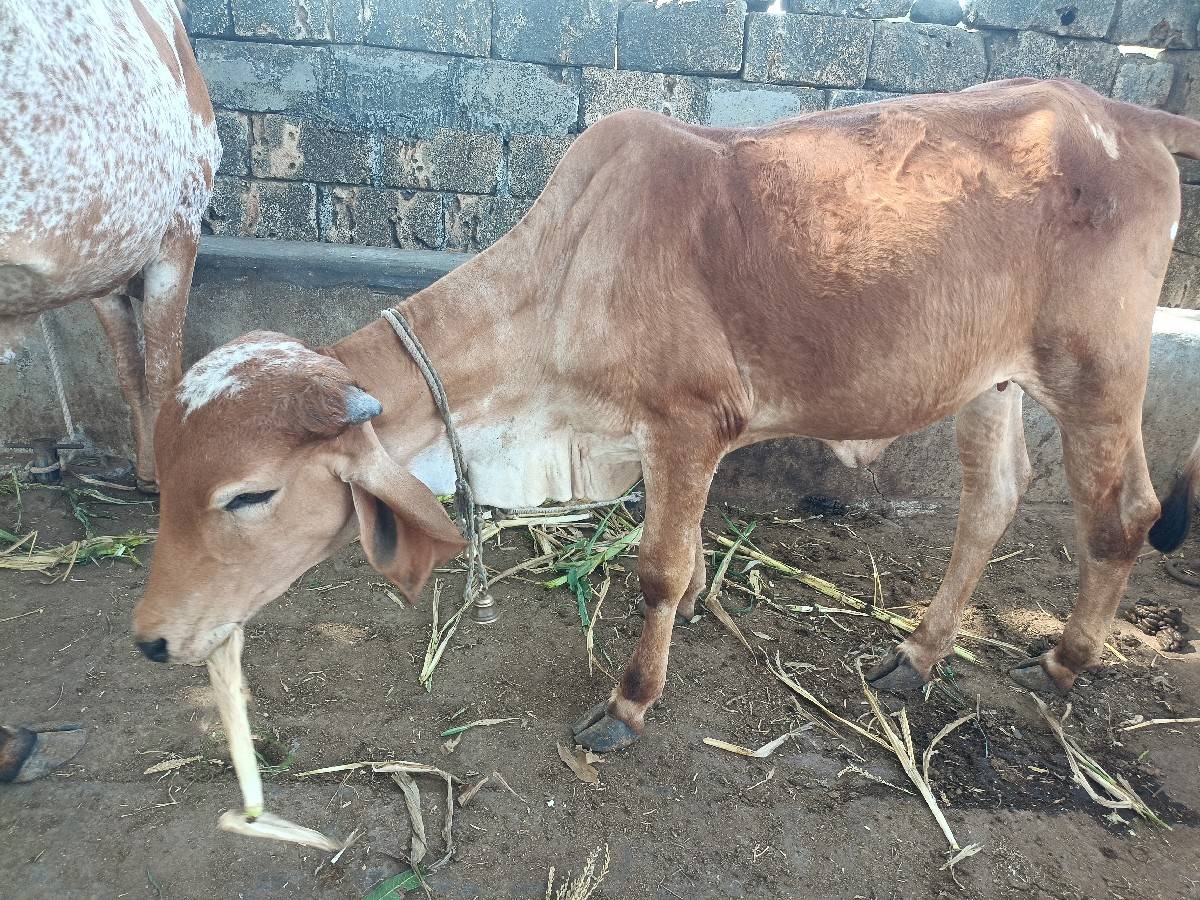 ગીર વાછરડી દેવાની છે