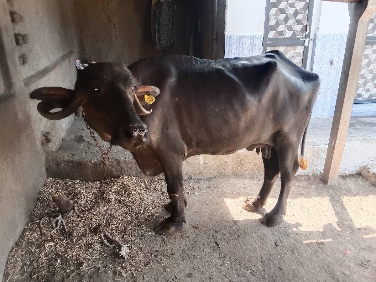 ભેંસ વેચવાની છે