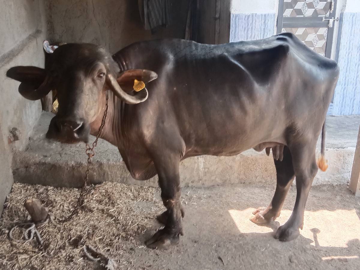 ભેંસ વેચવાની છે