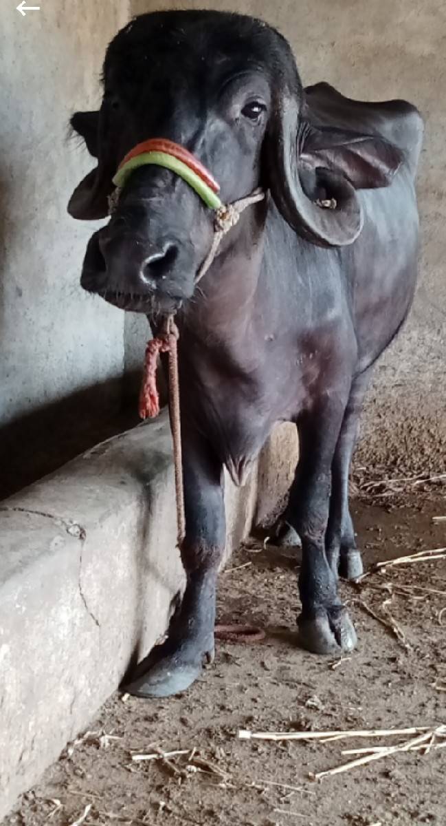 6 દાંત ખડેલી વેચવાની છે