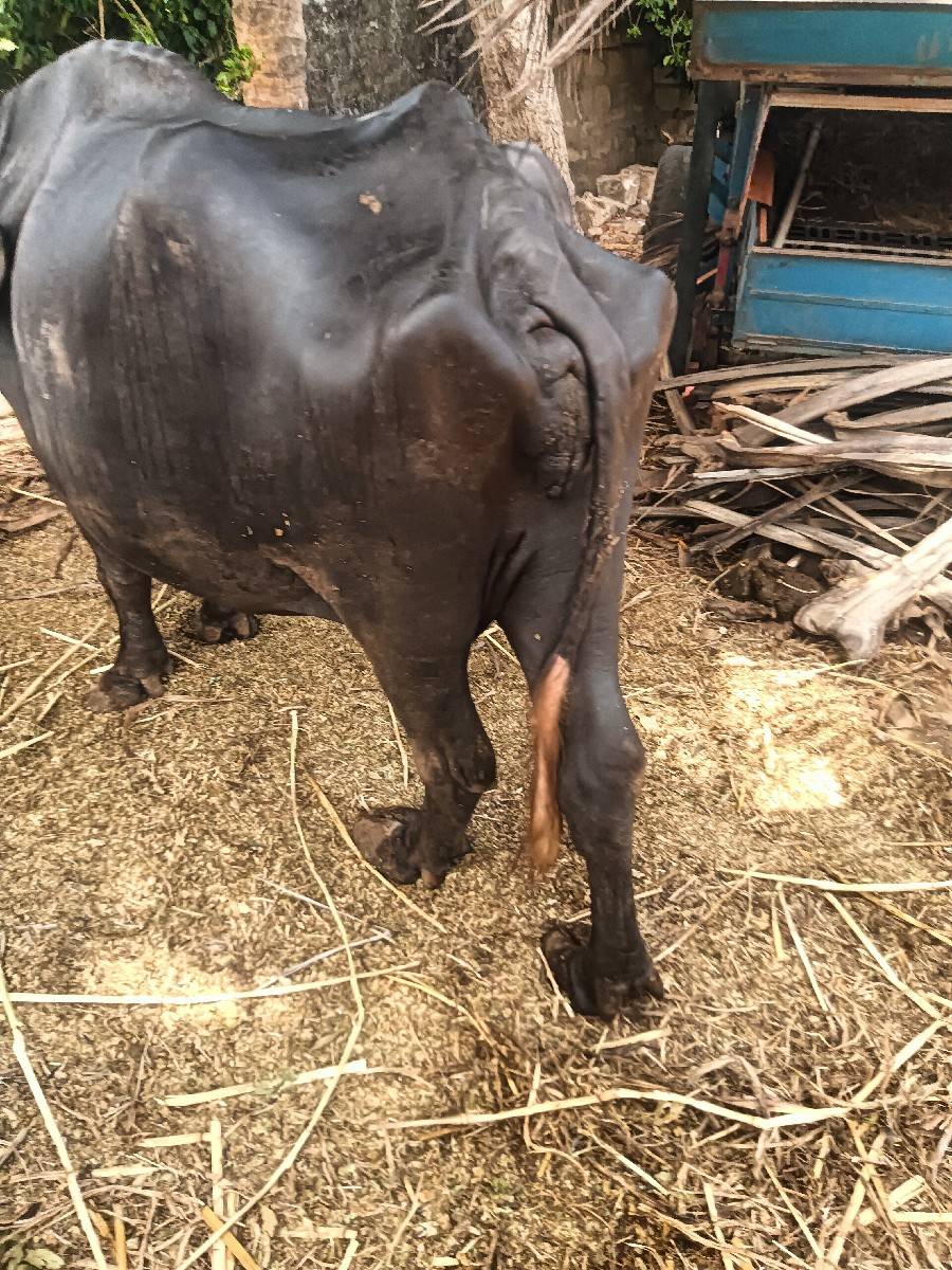 ભેંસ વેચવાની છે ત્રીજું વેધર સોજી