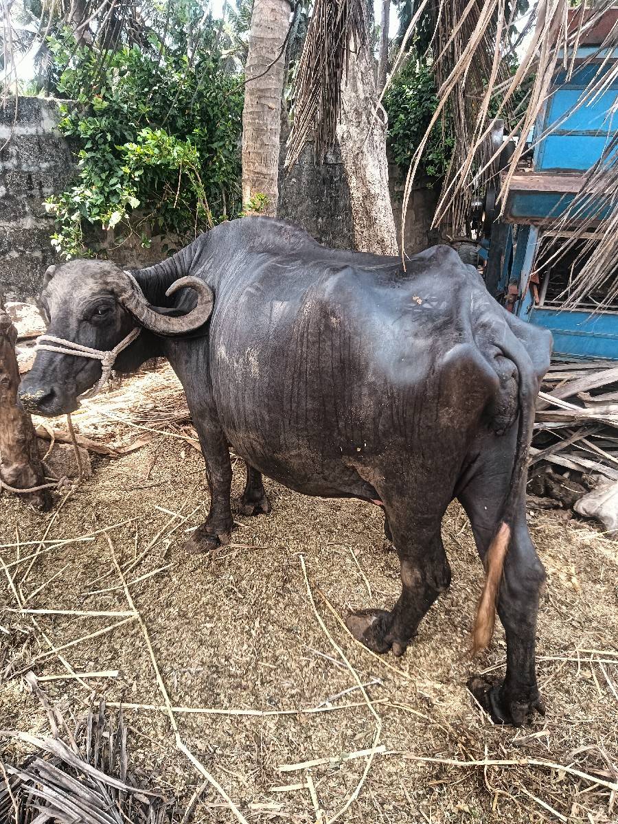 ભેંસ વેચવાની છે ત્રીજું વેધર સોજી
