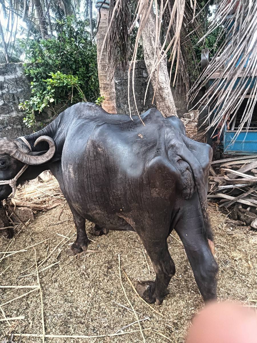 ભેંસ વેચવાની છે ત્રીજું વેધર સોજી