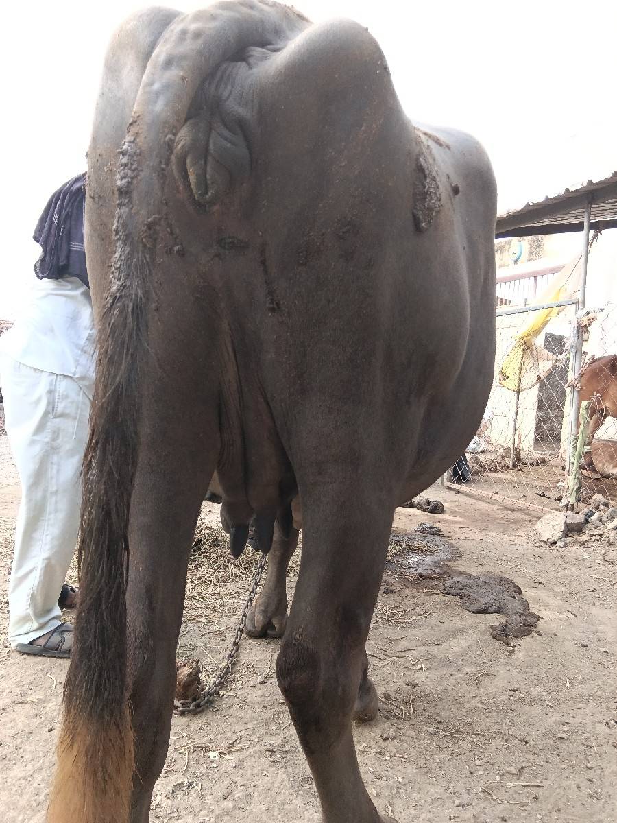 ભેંસ વેચવાની છે