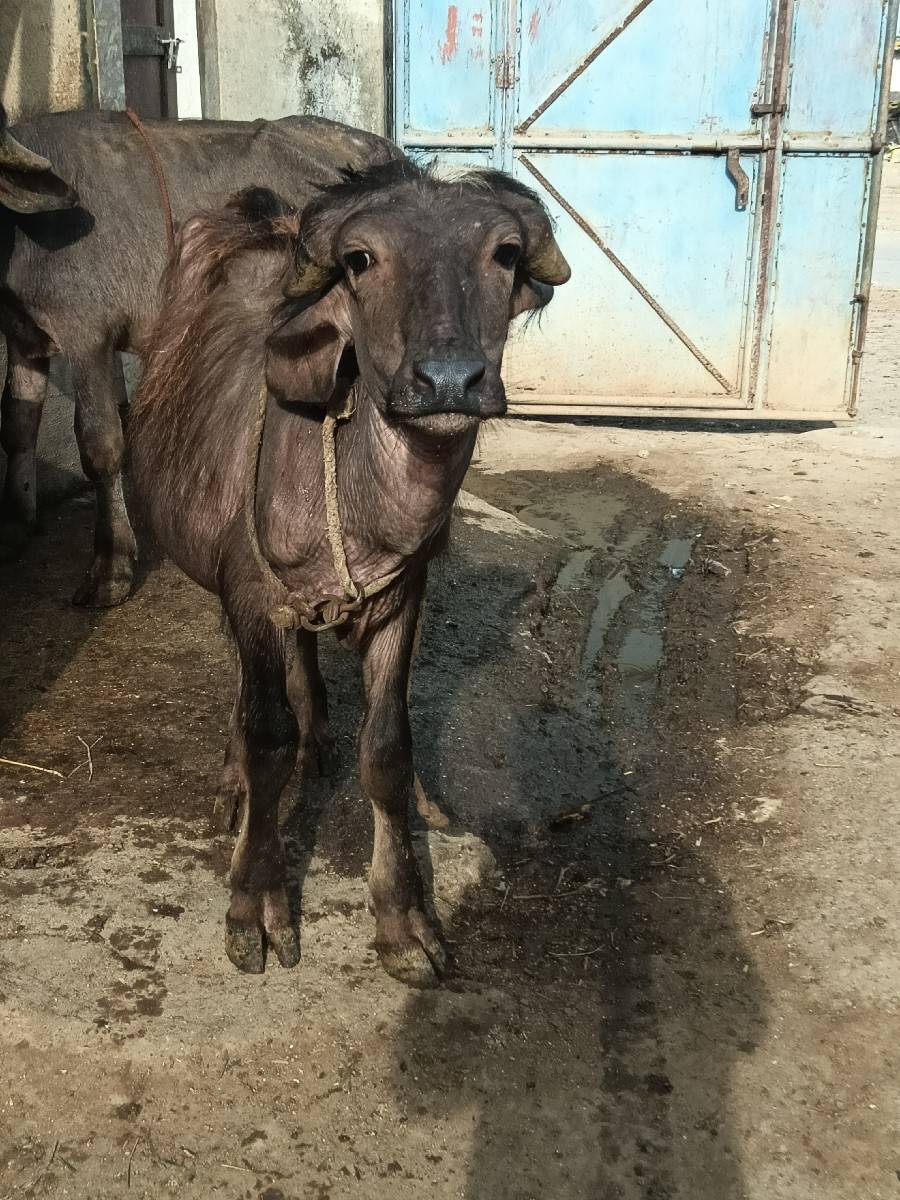 પાડો વેચવા નો છે