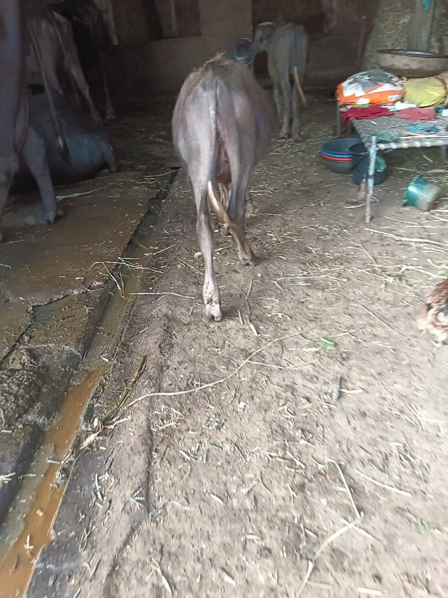 પાડો વેચવા નો છે
