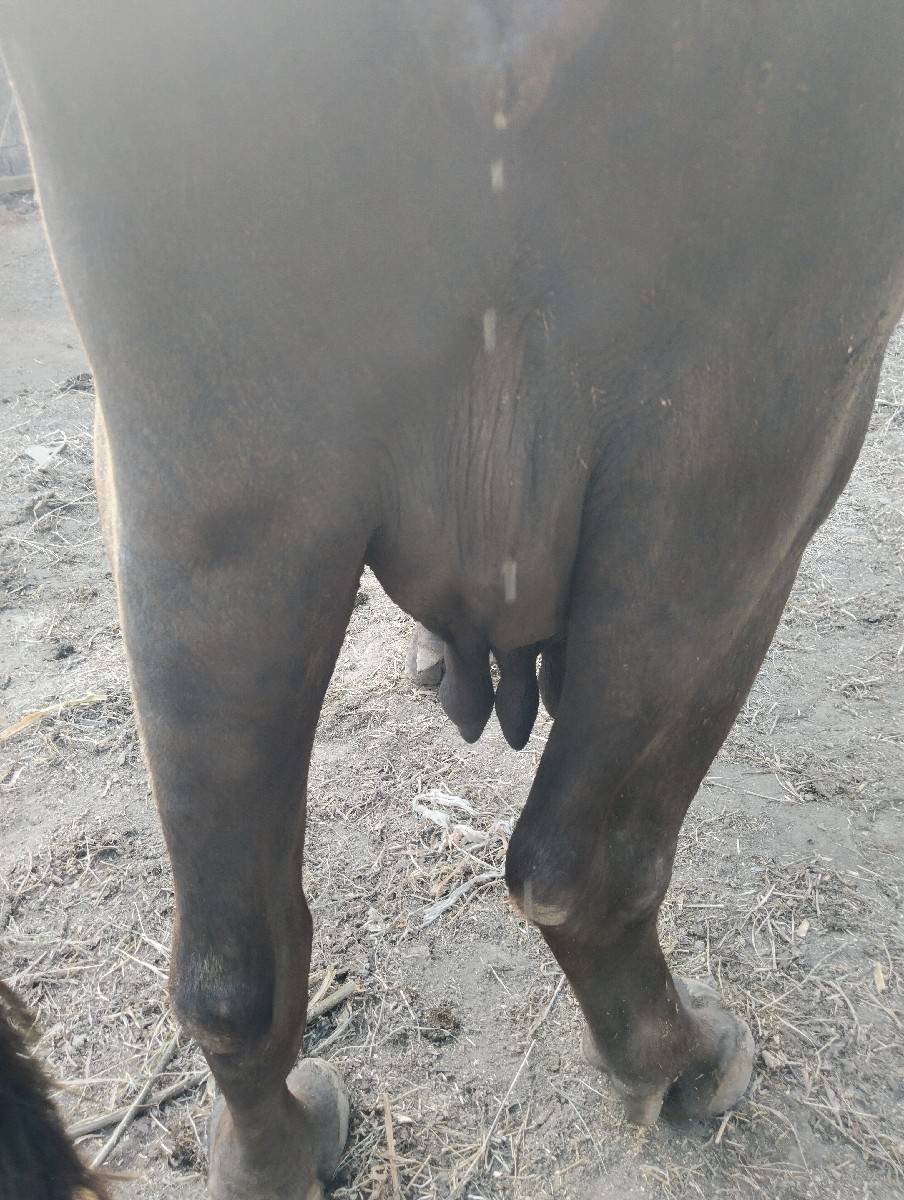 વેચવાની  છે