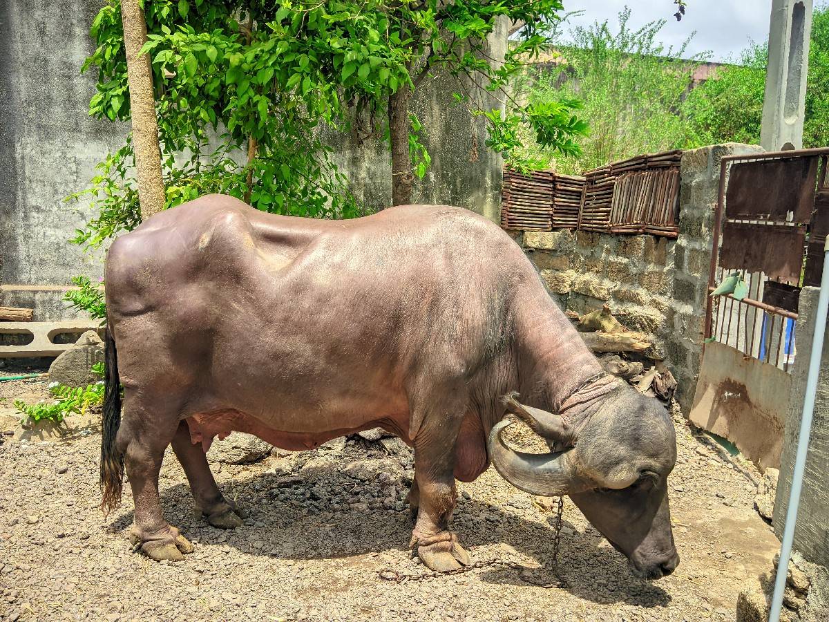 ભેશ વેશવા ની છે