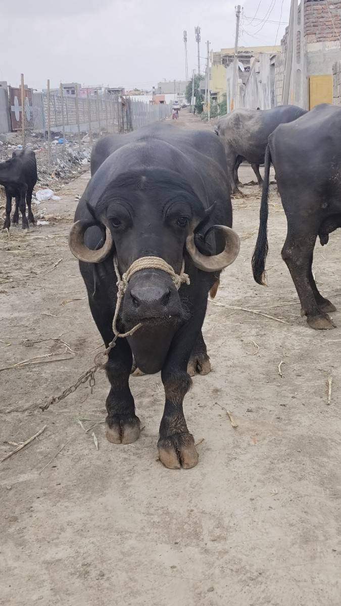 ભેંસ વેચવાની છે