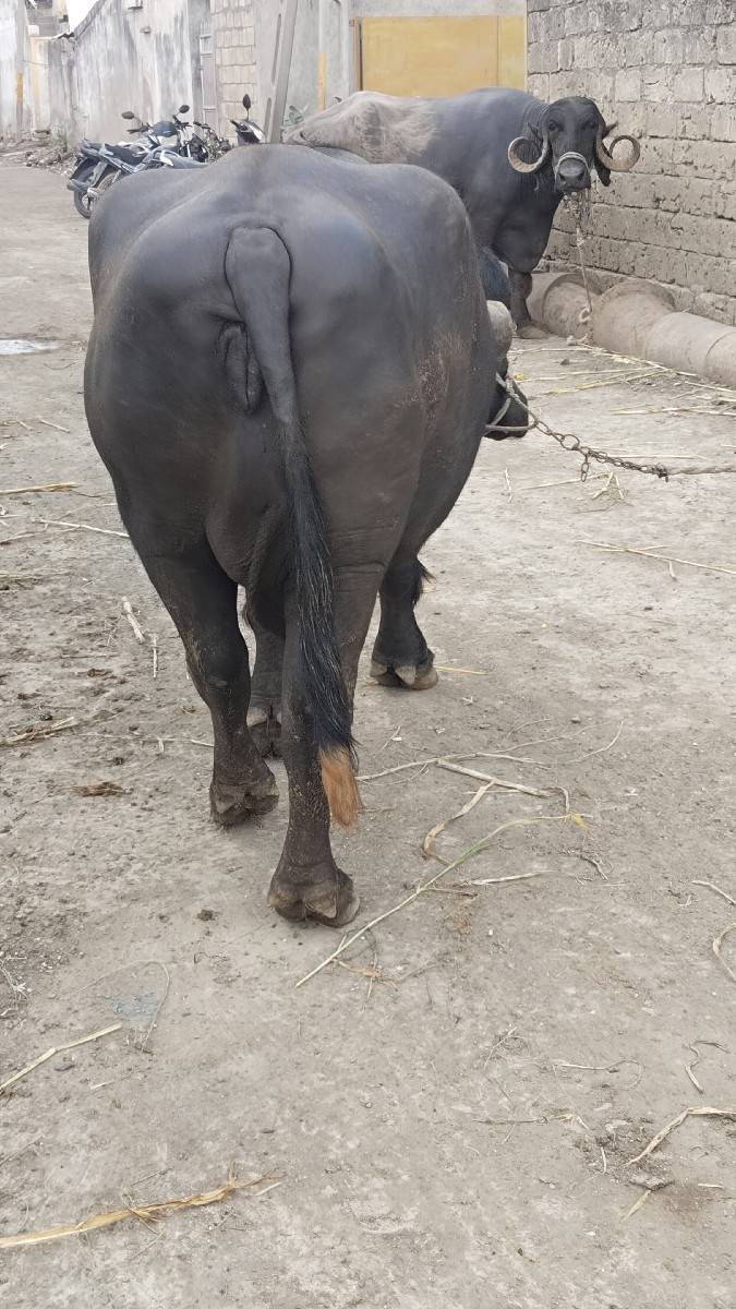 ભેંસ વેચવાની છે