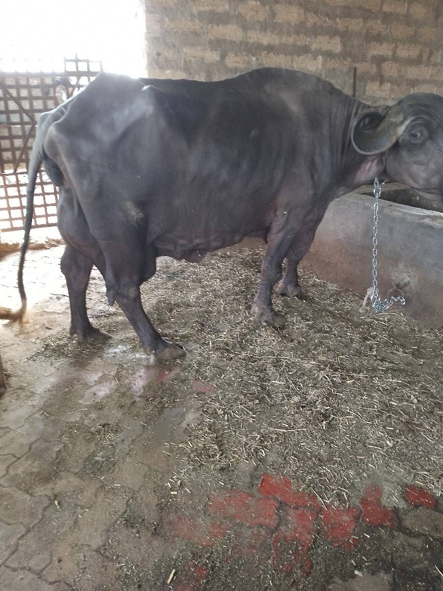 ભેંસ વેચવાની છે