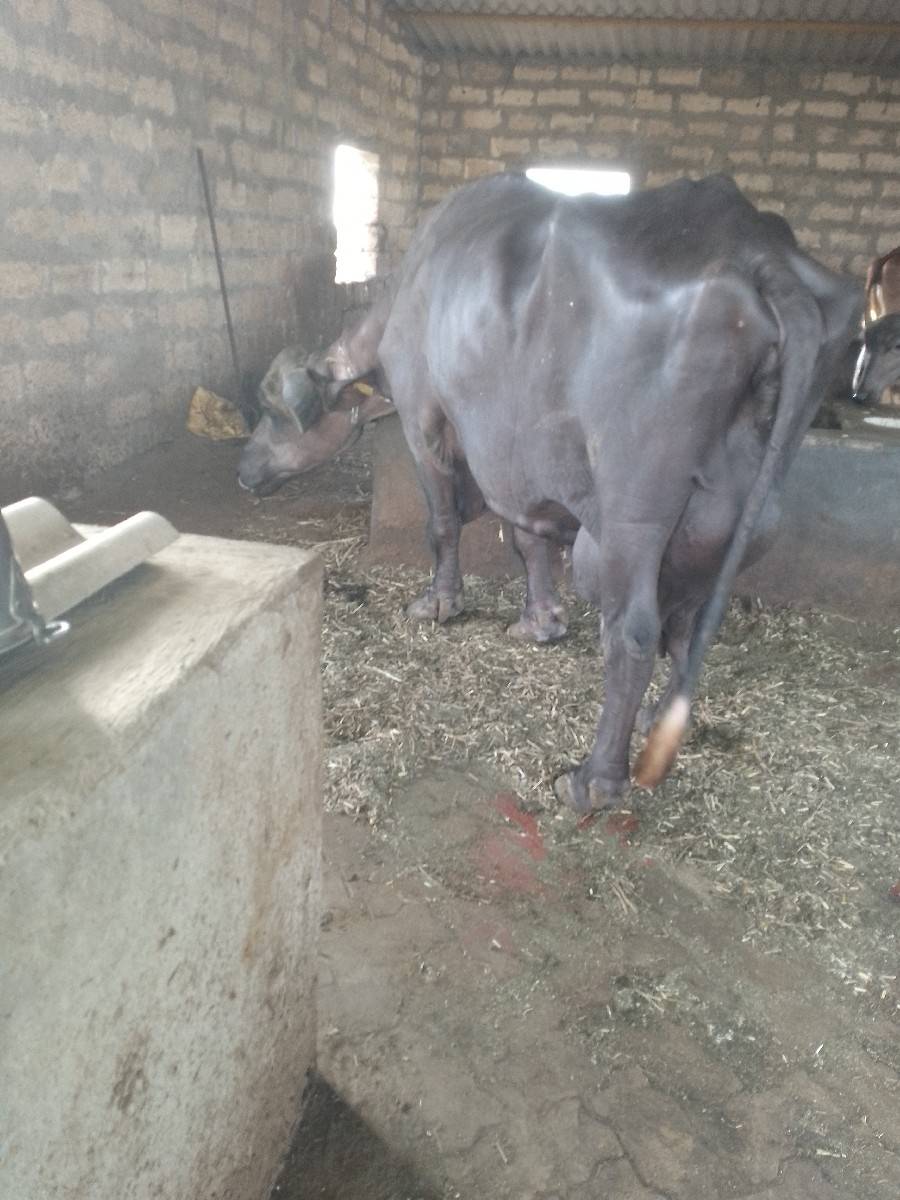 ભેંસ વેચવાની છે