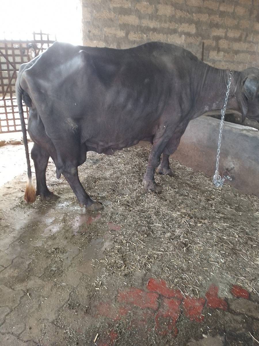 ભેંસ વેચવાની છે