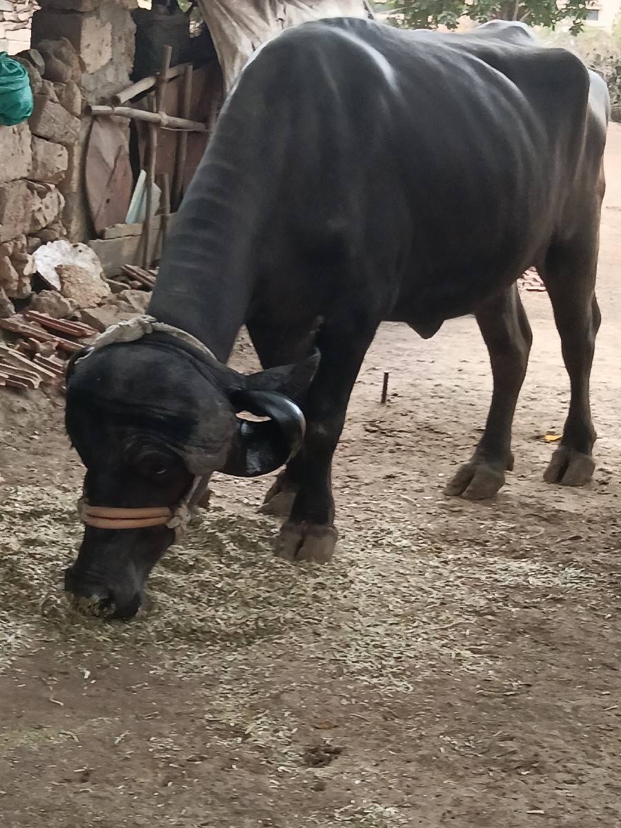 ખડેલી વેચવાની છે અખંડ