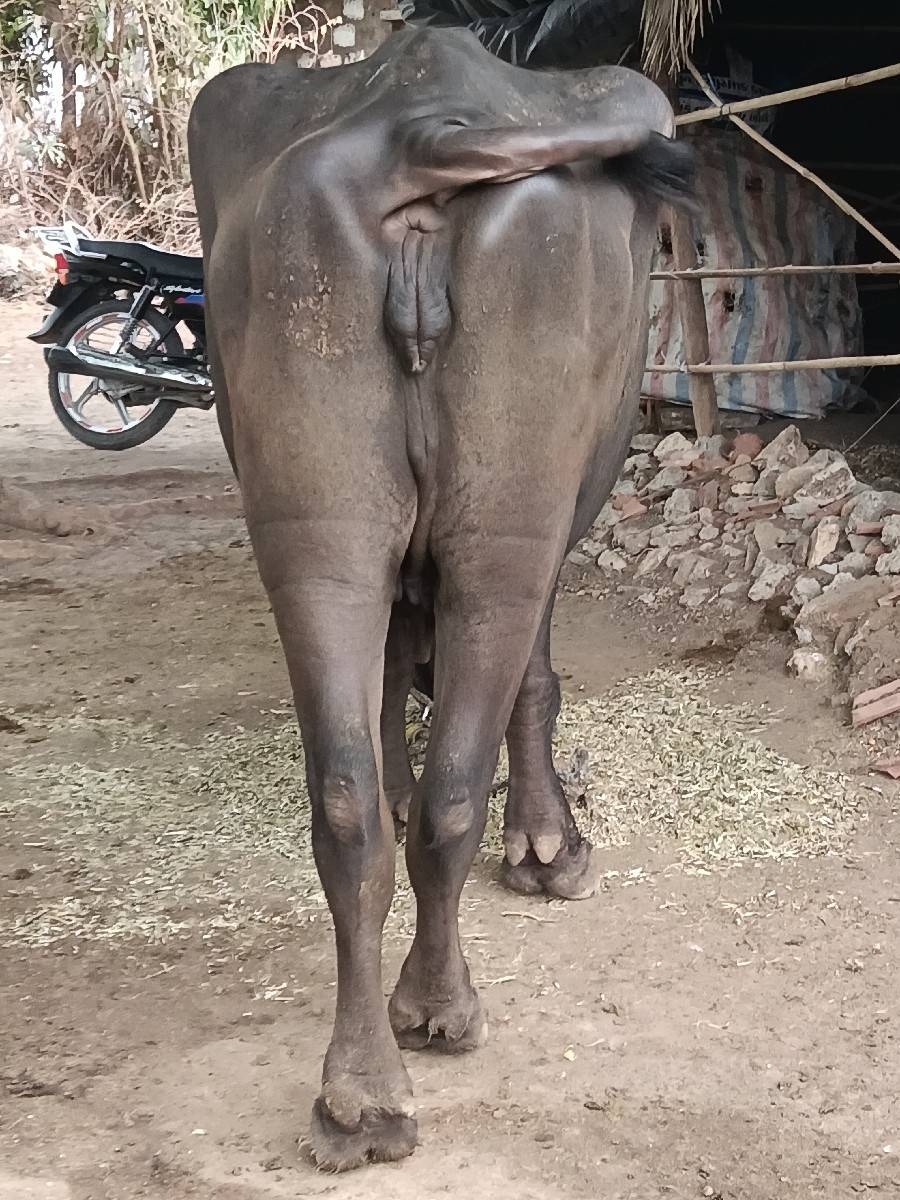 ખડેલી વેચવાની છે અખંડ