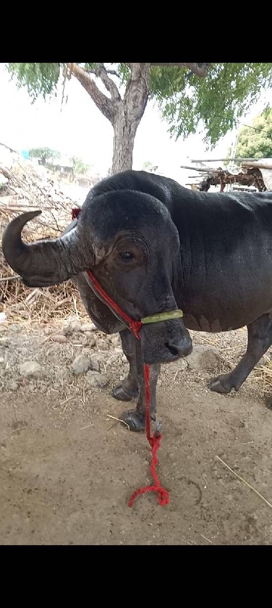 પેલાવેતરમાછે