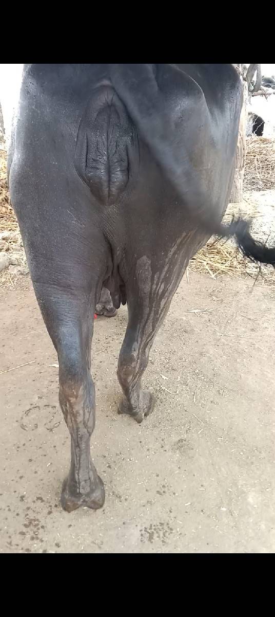 પેલાવેતરમાછે