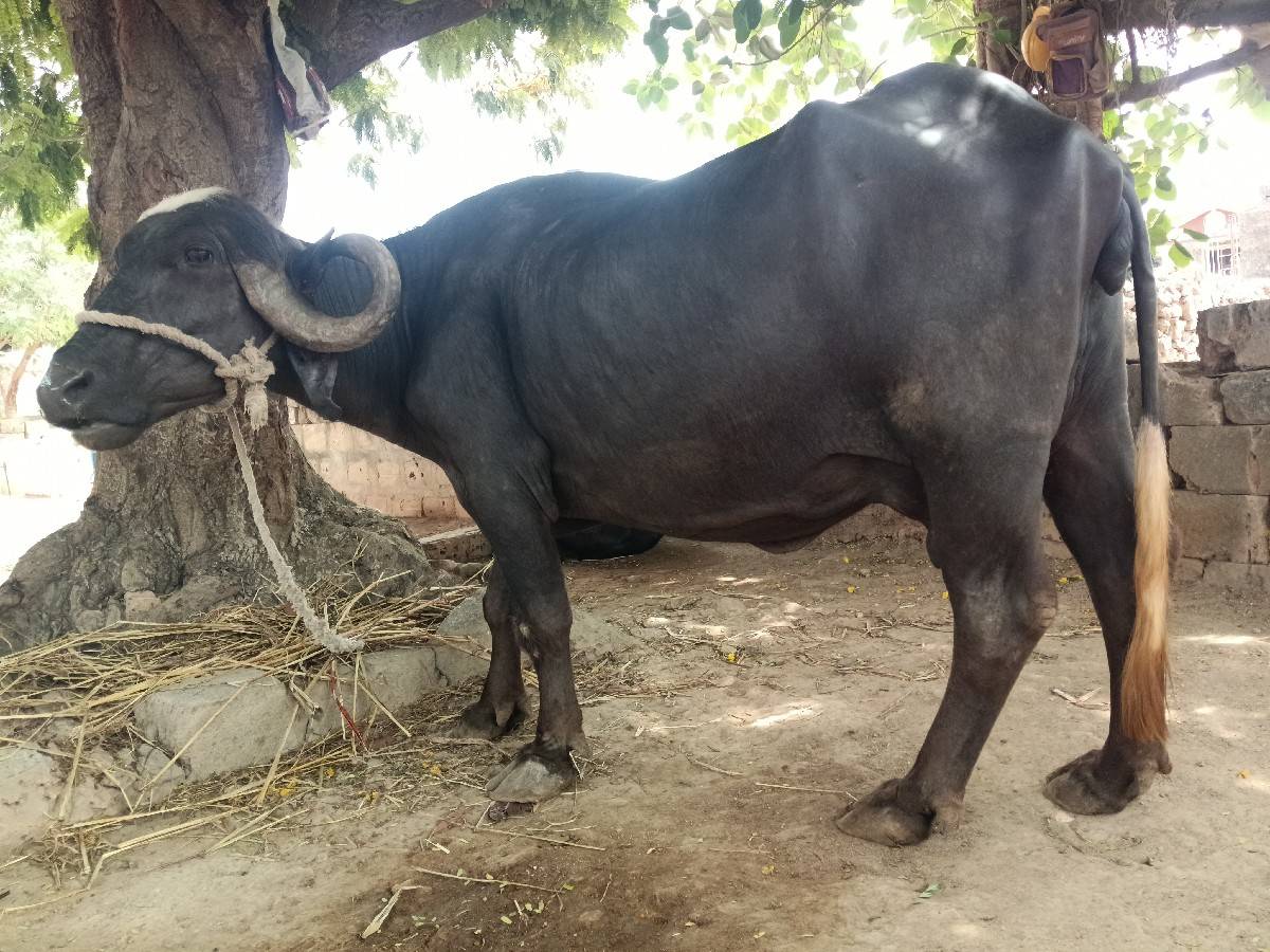ભેંશ વેચવાની છે