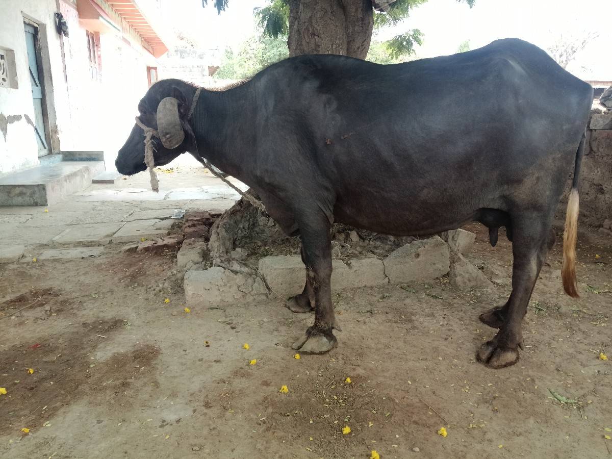 ભેંશ વેચવાની છે