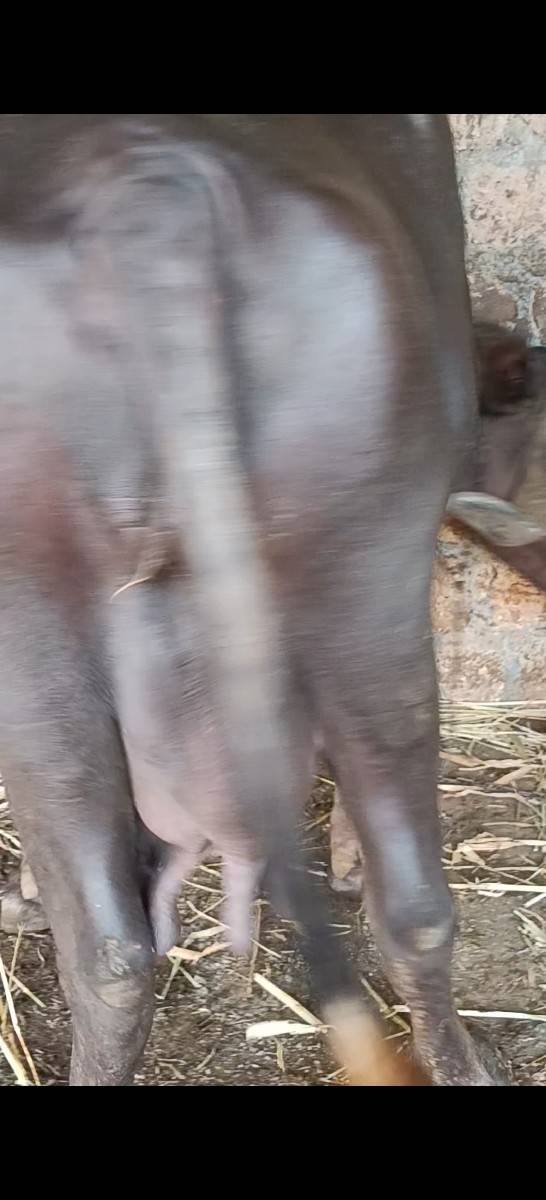 ભેસ વેચવાની છે