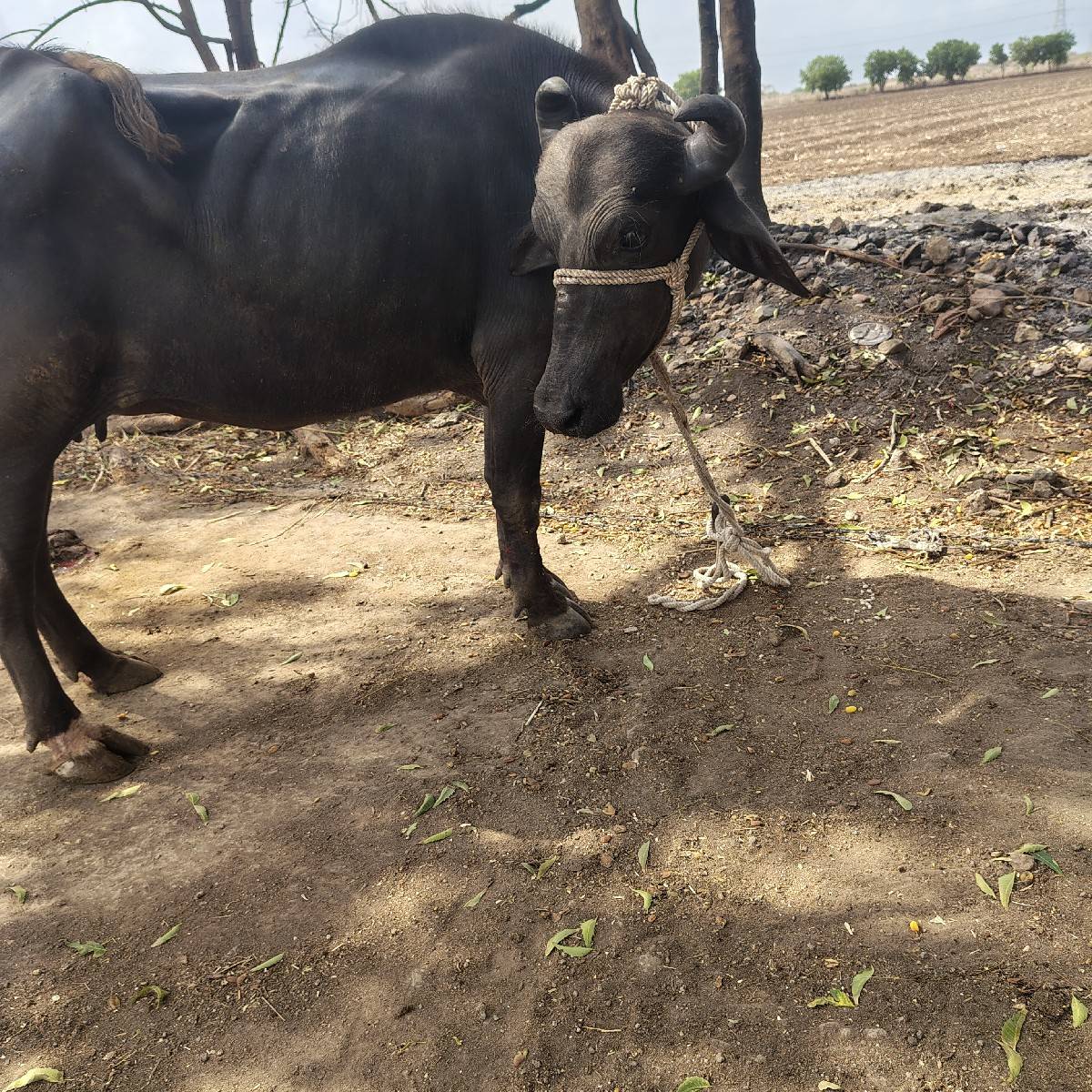 પેલું વેતર કરેલી વેચવાની છે