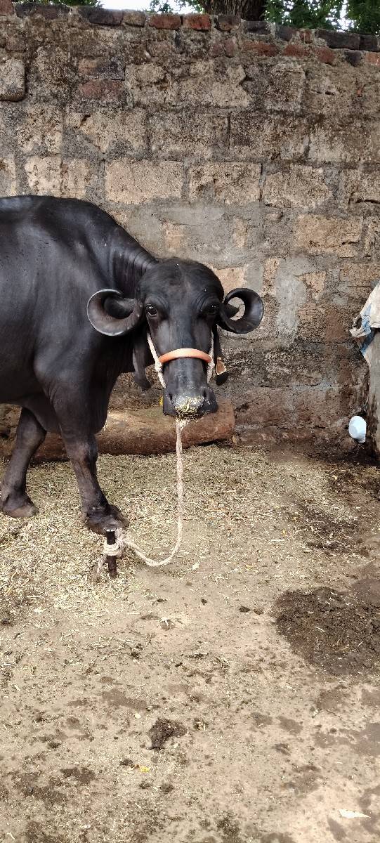 બીજું વેતર છે