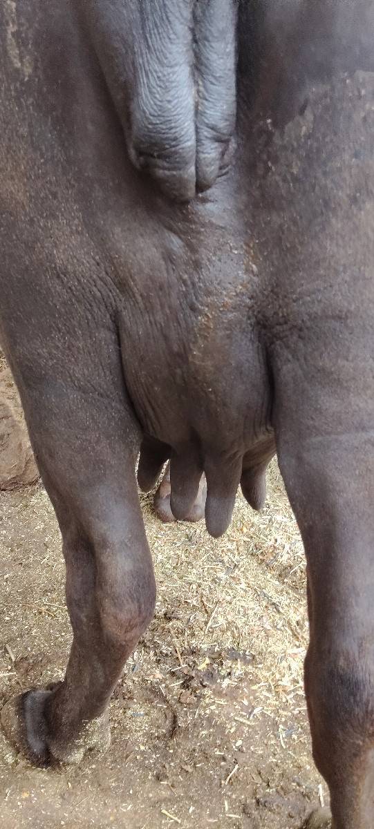 બીજું વેતર છે