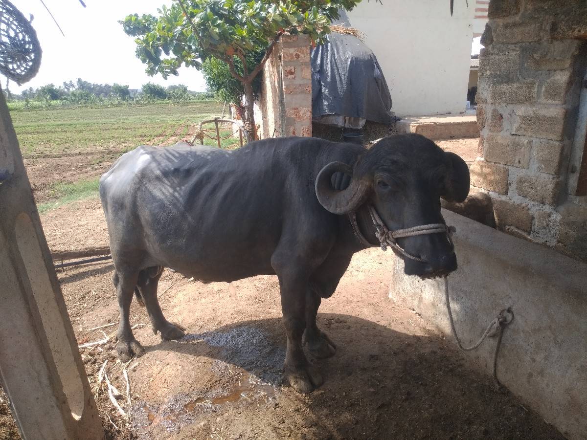 વિજય