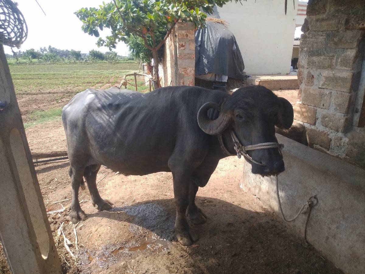 વિજય