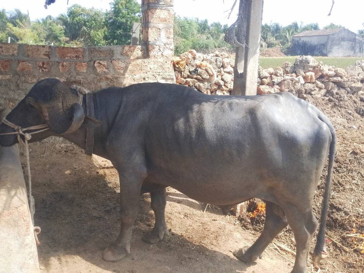 વિજય