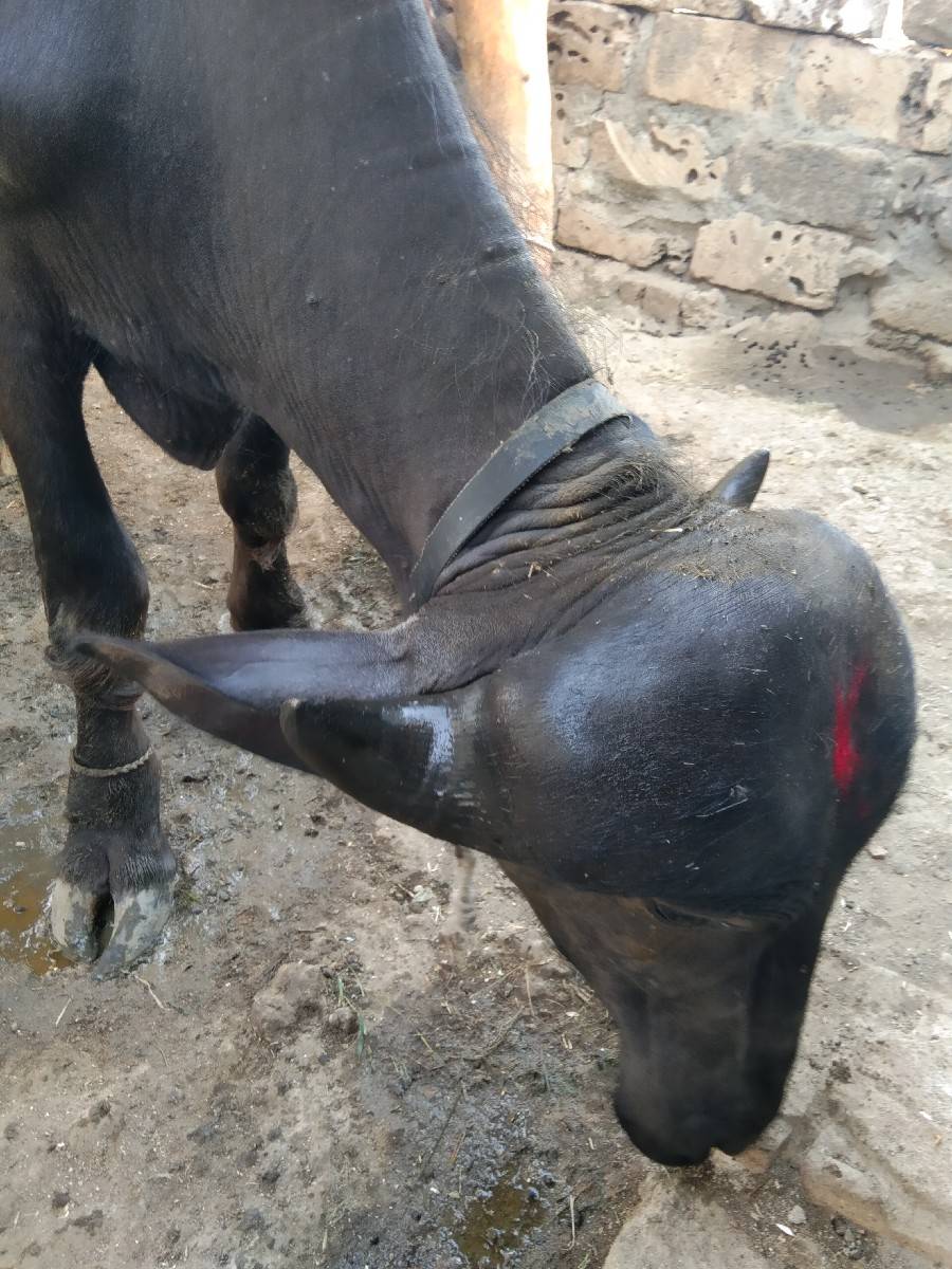 ટોપલી પાડી વેચવાની બે વર્ષ