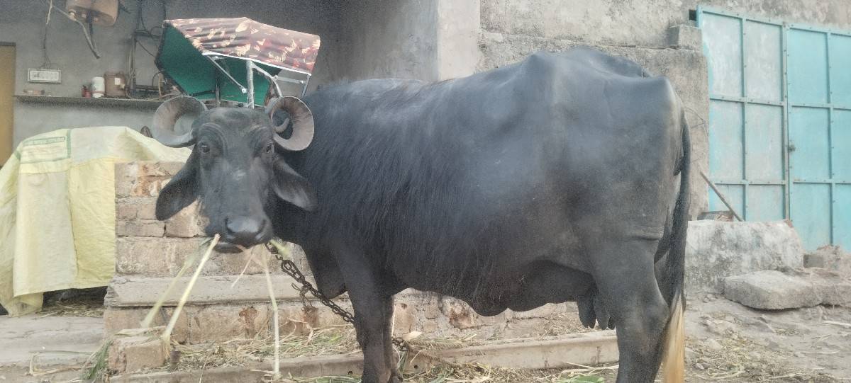 ભેંસ વેચવાની છે