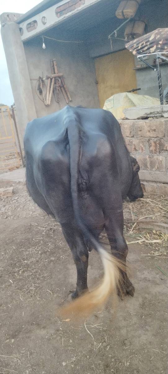 ભેંસ વેચવાની છે
