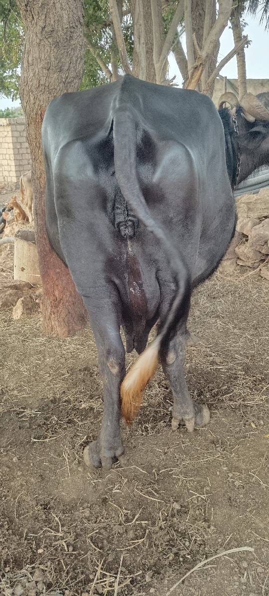 ભેંસ વેચવાની છે